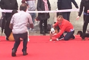 OCTOBER 2018 HASPARREN DOG SHOW 